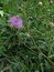 Serratula tinctoria, Färberscharte, Färbepflanze Serratula tinctoria, Färberscharte, Färbepflanze, Färberpflanze, Pflanzenfarben, färben, Klostergarten Seligenstadt